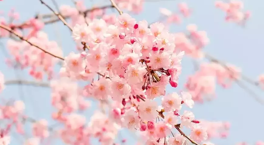 Son cemre ne zaman düşecek? 2025 cemre tarihleri