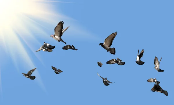 Mumbai’de güvercin beslemek yasaklandı