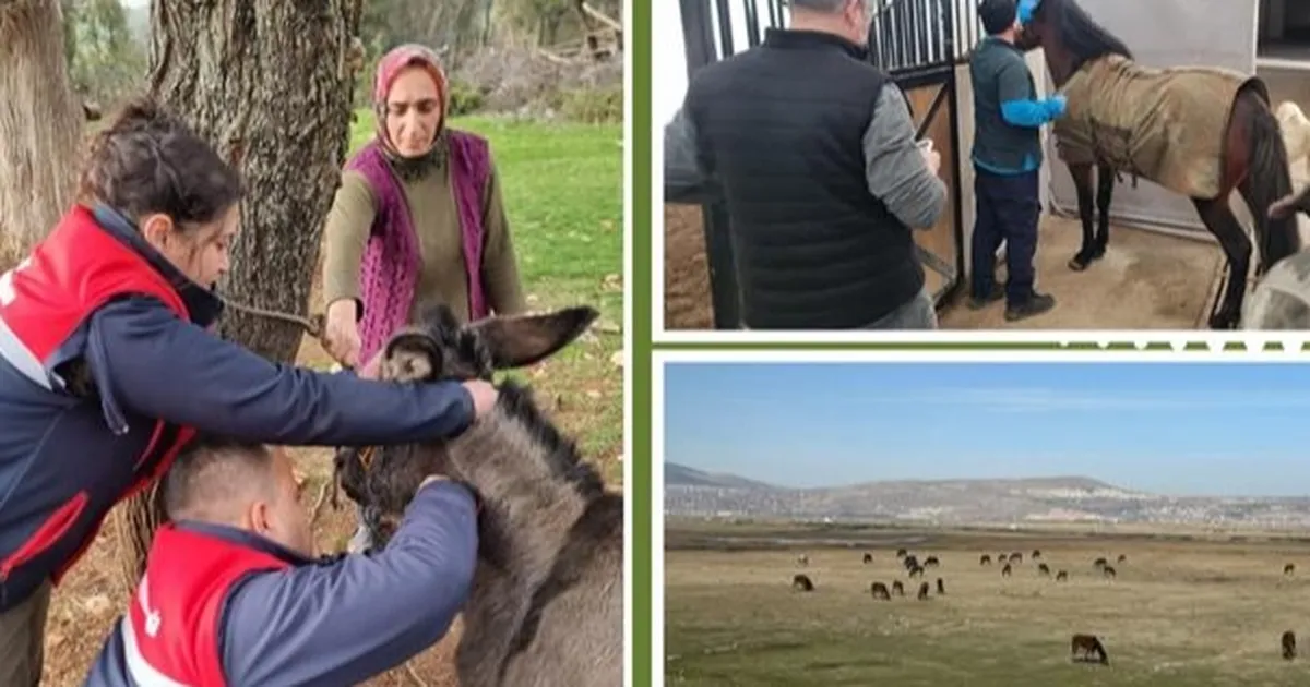 Afrika at vebası için ülke genelinde tarama başlatıldı