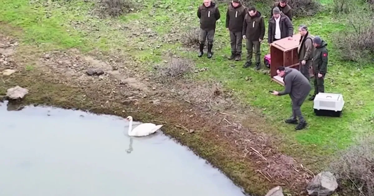 Ankara’da güçten düşen kuğu, Edirne'de doğaya salındı