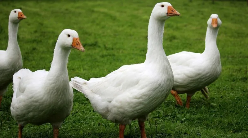 Kanada ordusunda kazlar karargâhı ele geçirdi