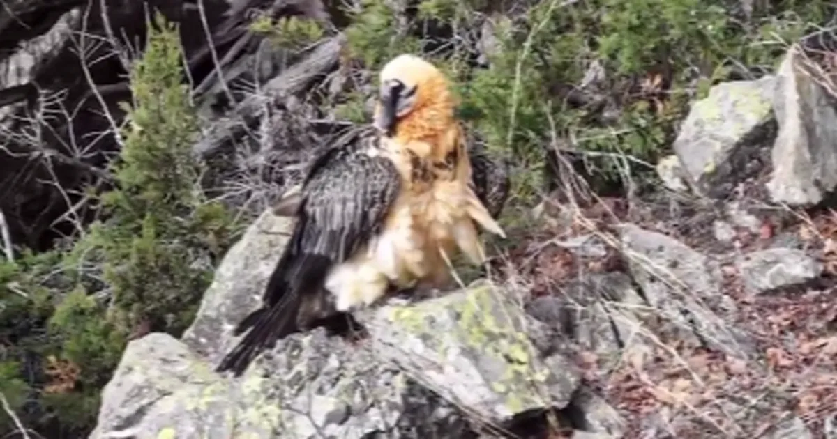 Artvin'de yaralı sakallı akbaba yeniden doğaya döndü