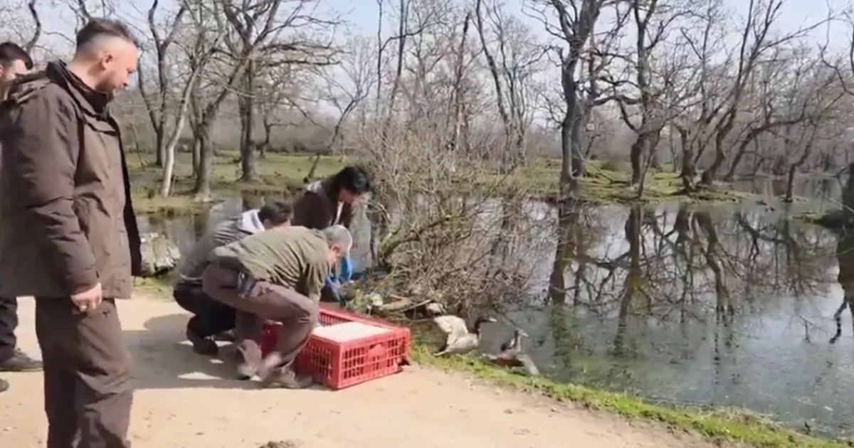 Bursa Karacabey’de yaban hayata özgürlük