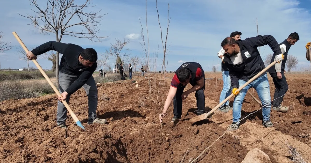 20 bin çınar Şanlıurfa için hazırlanıyor