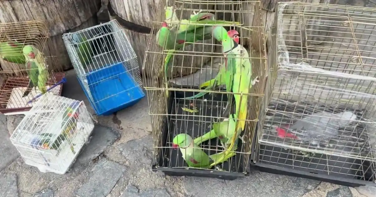 İstanbul’da 39 papağan petshop denetiminde ele geçirildi - Gündem Haberleri