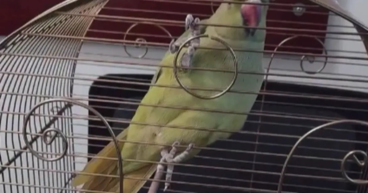 Bursa’da kaçak hayvan ticareti denetimi