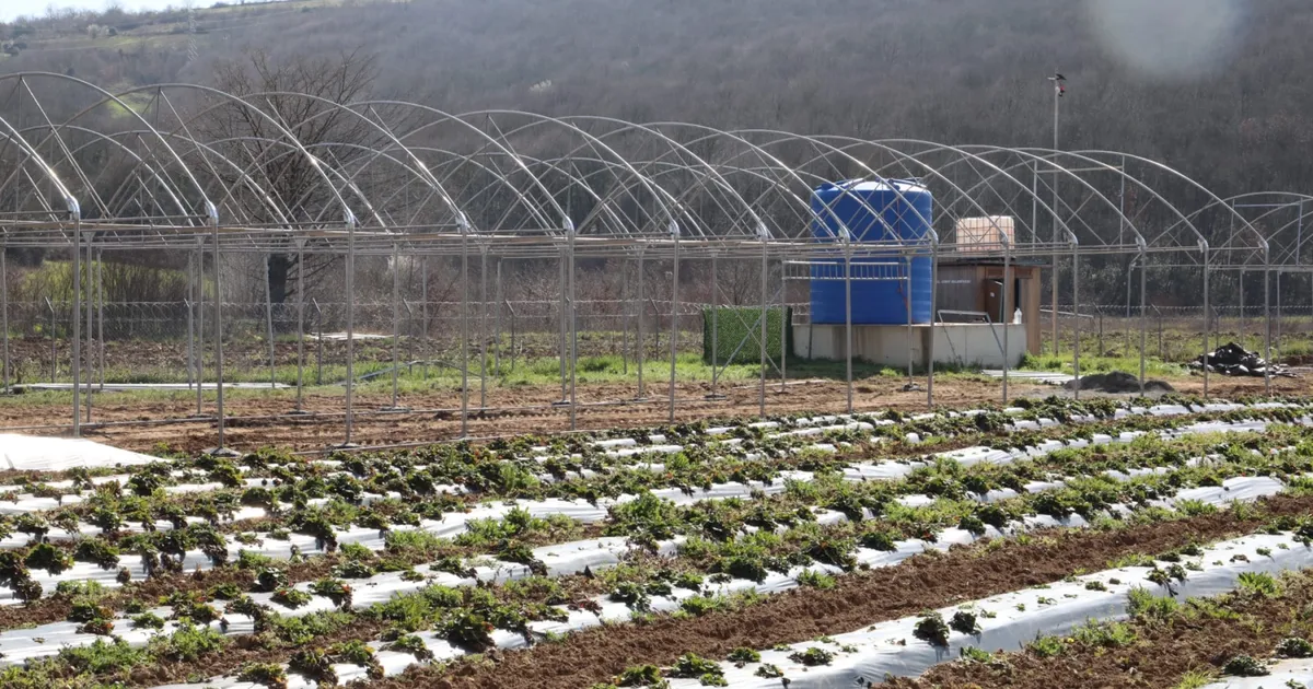 Kocaeli İzmit Belediyesi sebze serası kuruyor