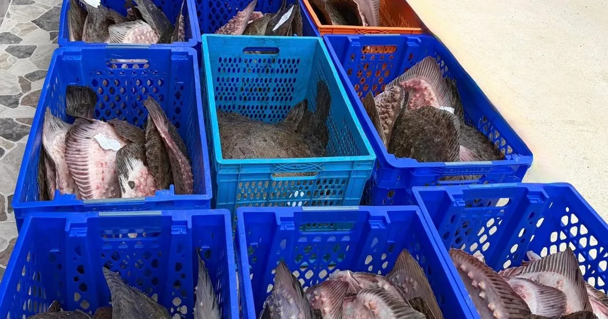 Yasadışı kalkan avcılığına müdahale! 169 balık Darülaceze'ye teslim edildi