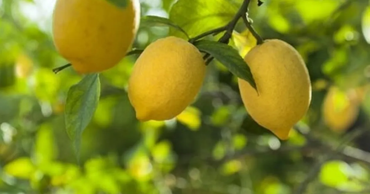 Limon ithalatına kapı açıldı! Limonda 'gümrük' yüzde 10'a düşürüldü