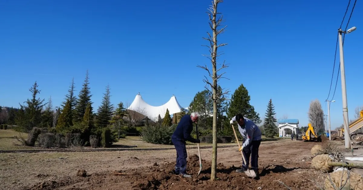 Eskişehir Sazova Parkı’nda kavakların yerini çınarlar alıyor - Gündem Haberleri