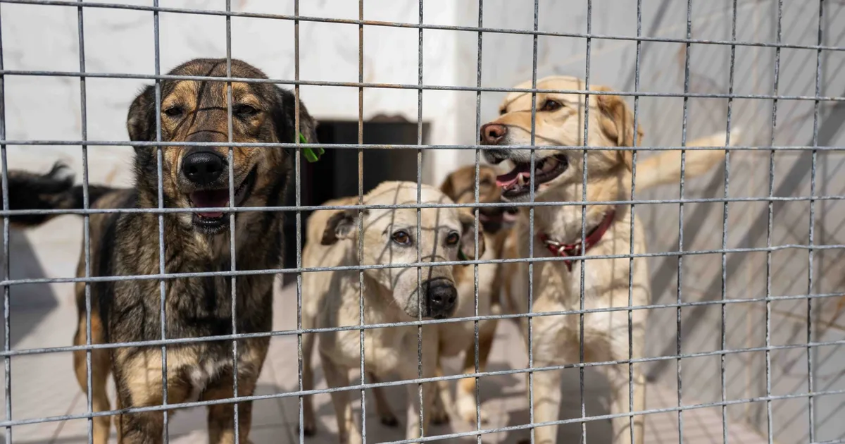 İzmir Bornova’da can dostlara büyük destek