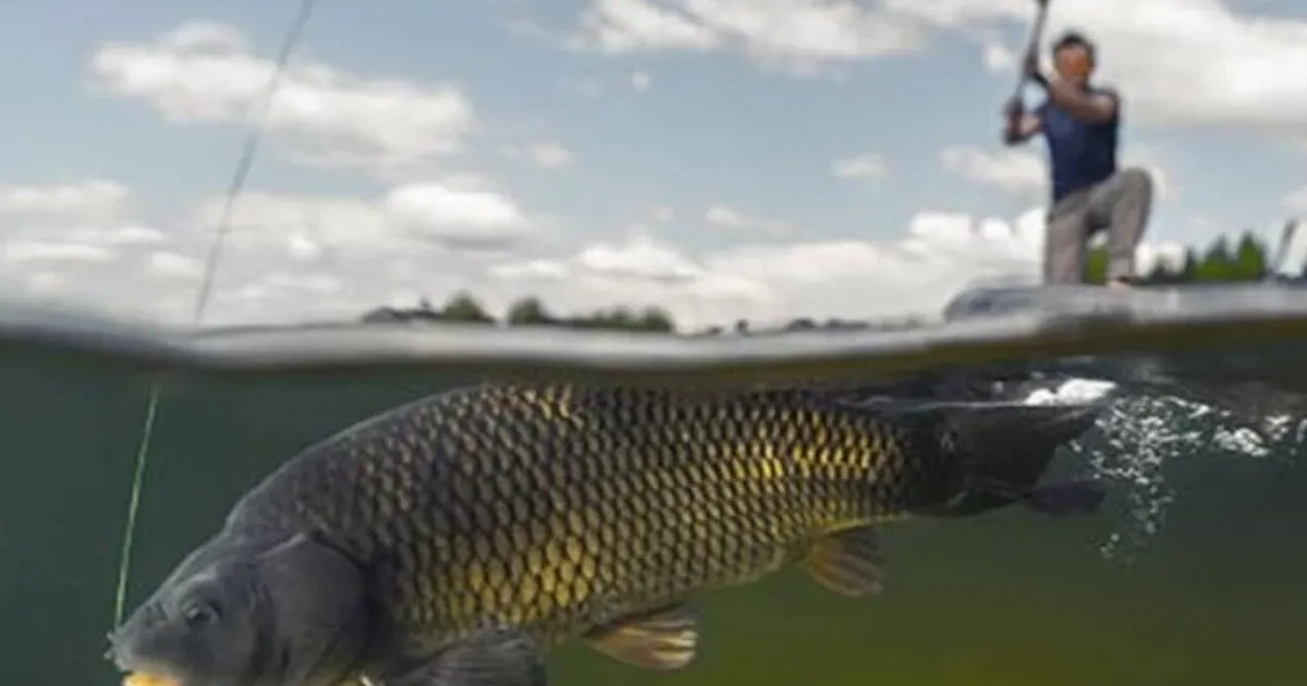 İç sularda sazangiller için av yasağı başladı