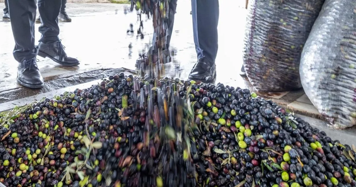 İzmir zeytini için dev adım... Zeytin ve zeytinyağı markalaşma yolunda