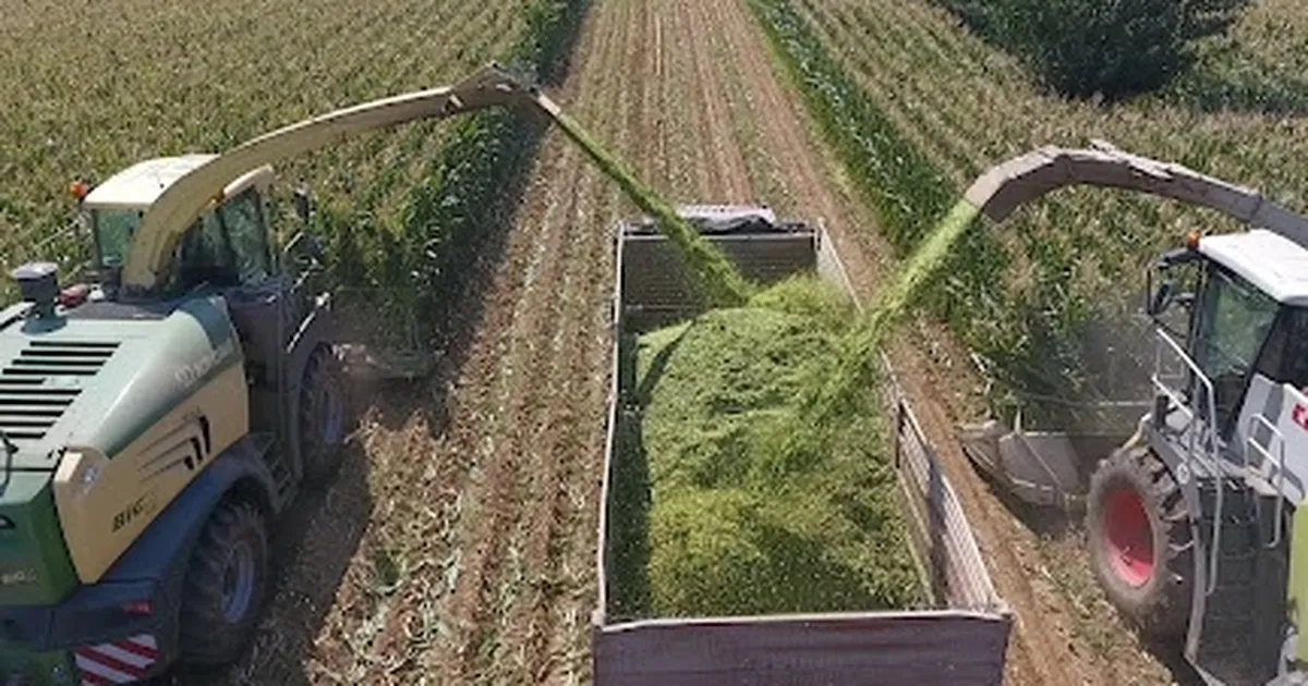 TİGEM’den bin 500 tonluk mısır silaj hizmeti ihalesi