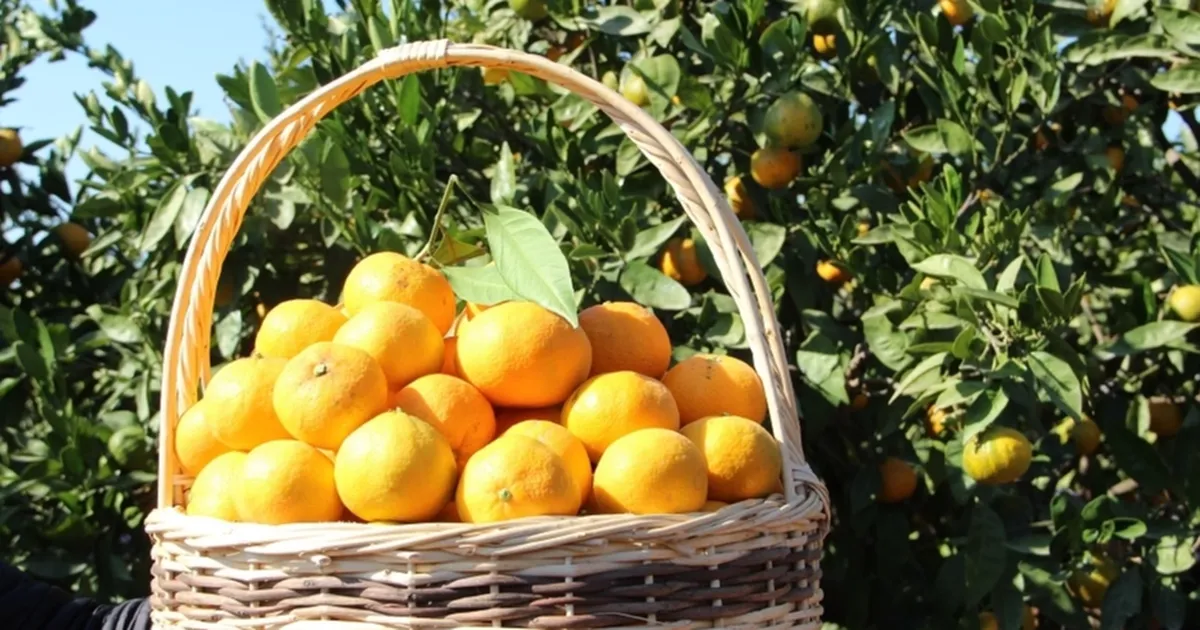 Tarım ürünleri üretici fiyatları yıllık yüzde 40,1 arttı... Aylıkta en yüksek artış turunçgillerde