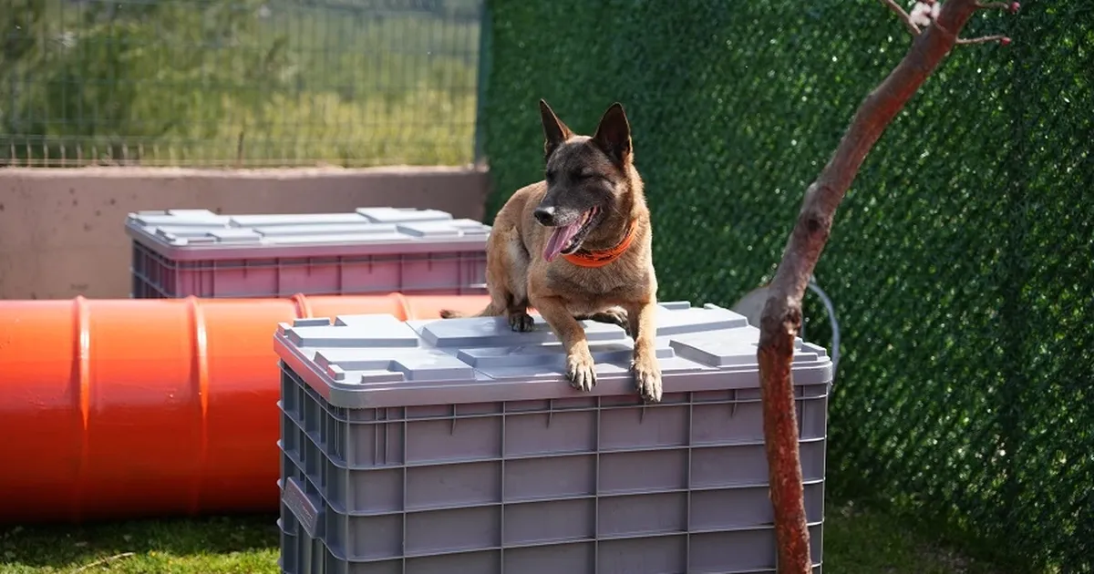 Arama kurtarma köpekleri afetlerin umut ışığı