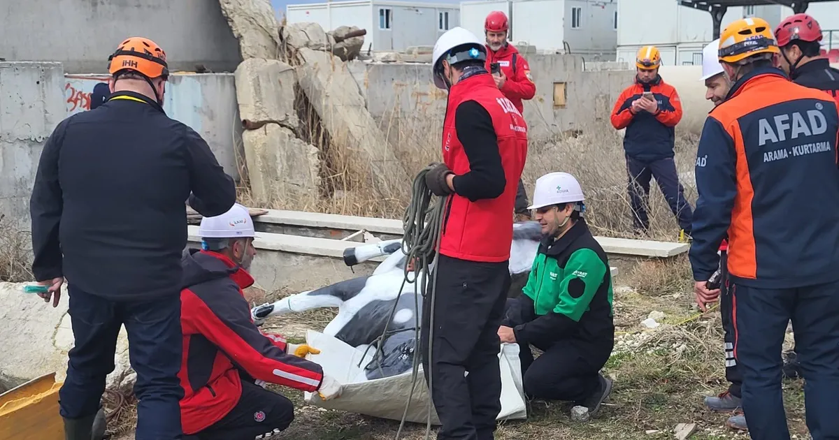 AFAD’dan uluslararası iş birliğiyle hayvan koruma projesi... RESQ-ANIMALS başladı