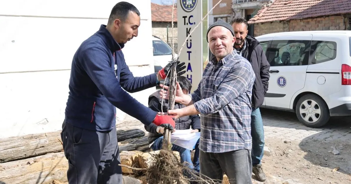 Kütahya’da yerel kiraz türleri toprakla buluşacak
