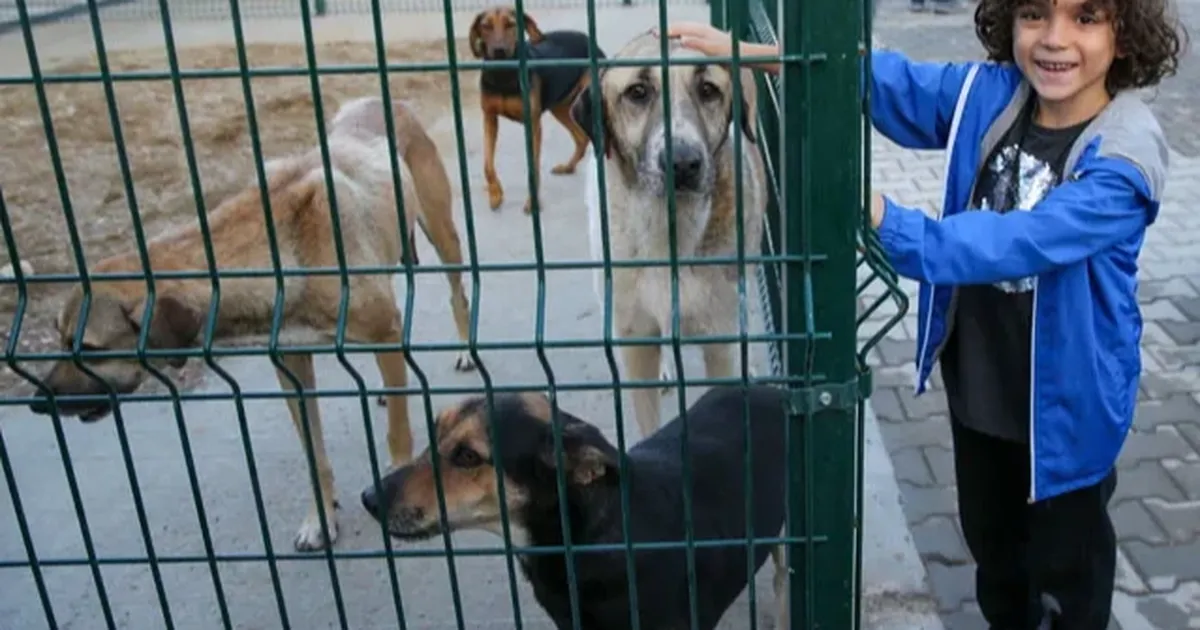 Sokak hayvanları için örnek işbirliği