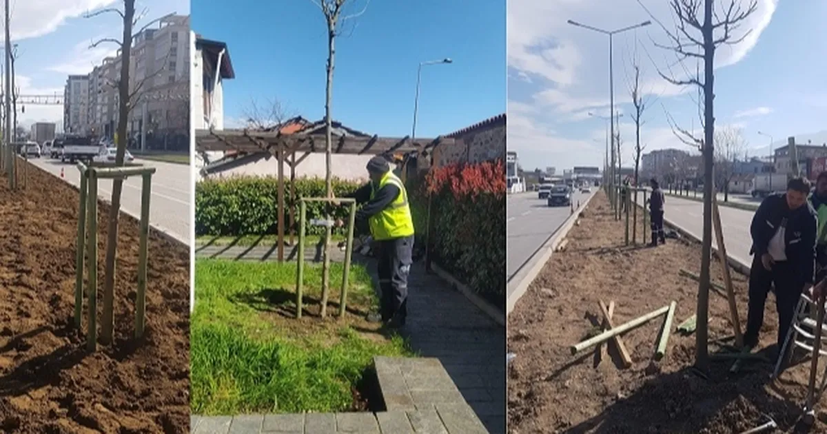 Bursa’nın 700 yıllık mirası 700 çınarla kök salıyor