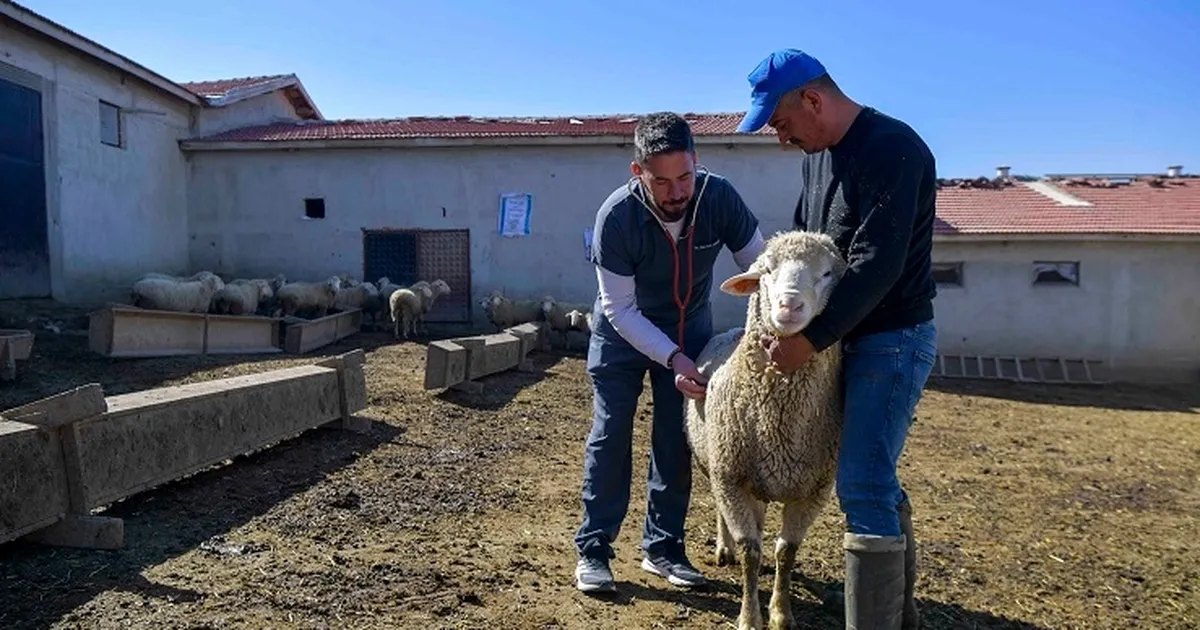 ABB'den kırsala veterinerlik hizmeti - Ekonomi Haberleri