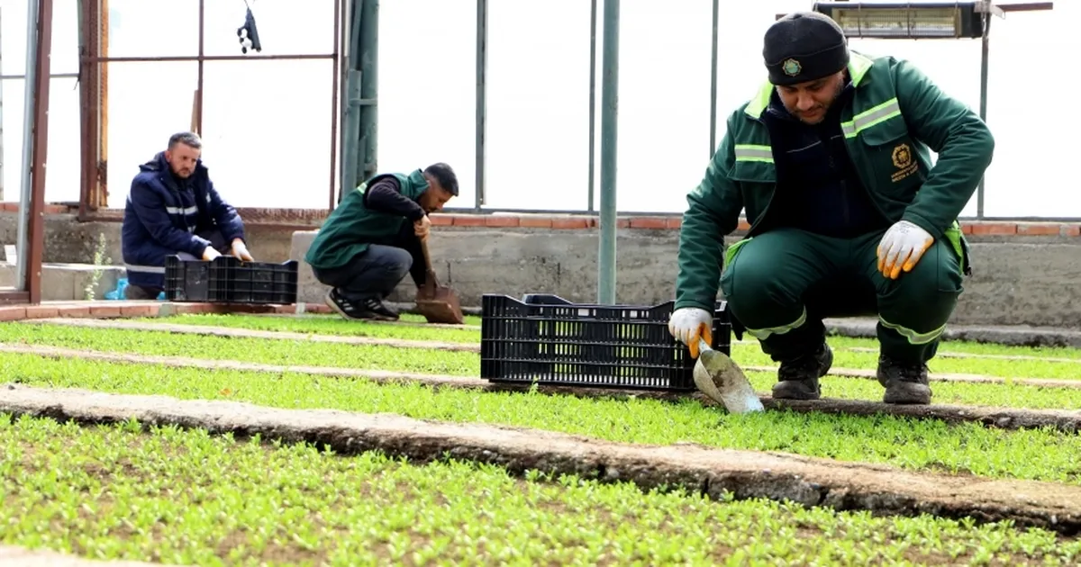 DBB 2 milyon Çin karanfili üretecek - Gündem Haberleri