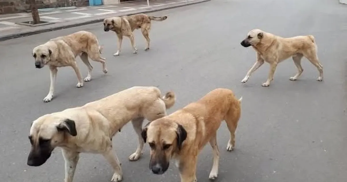 Yozgat’ta sahipli hayvanlara mikroçip zorunluluğu başladı