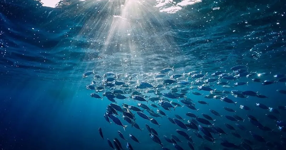 Türkiye o komisyonda gözlemci ülke oldu