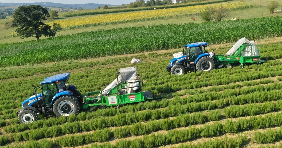 Kocaeli'de kırsal üretimde Büyükşehir’in izi var