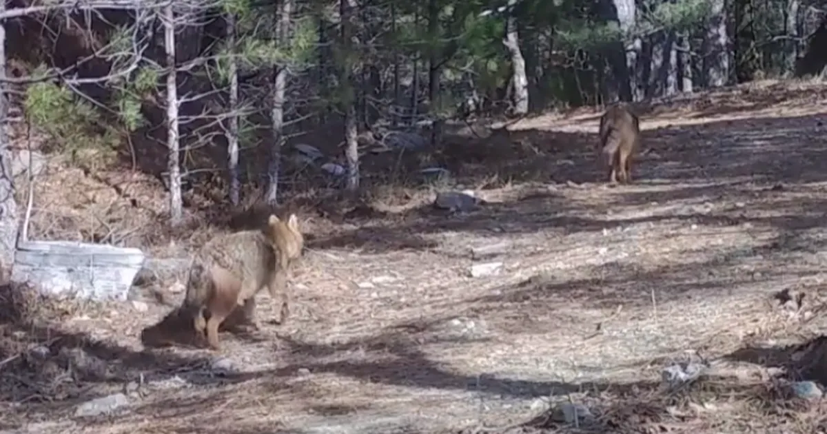 Ormanda altın çakallar fotokapana yansıdı