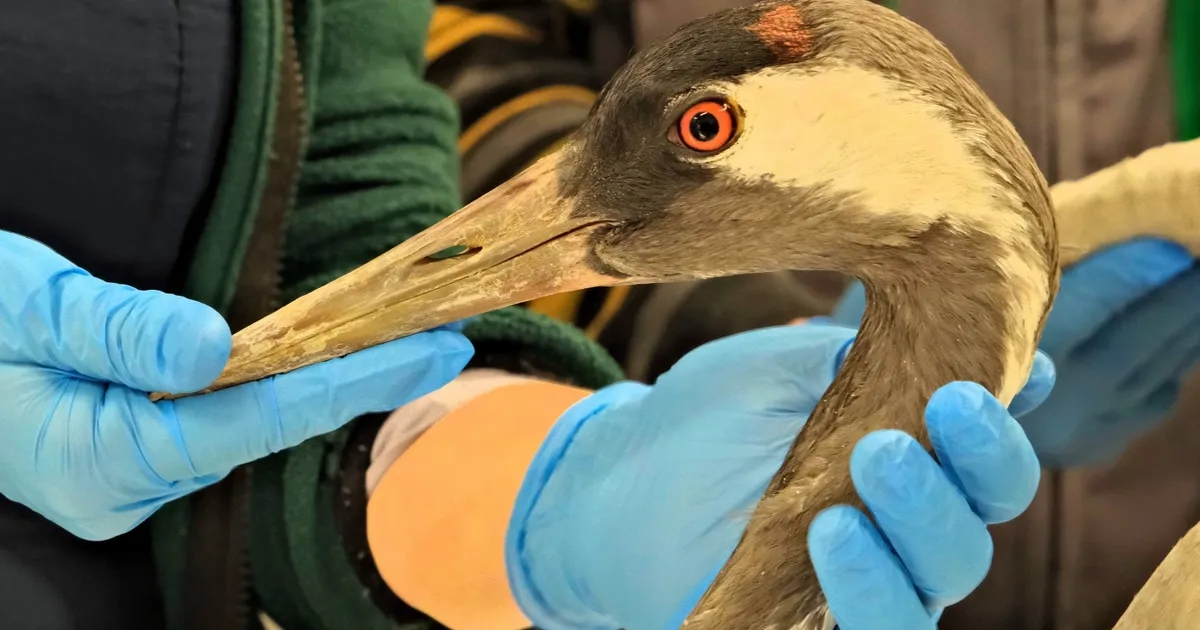 Sakarya'da bulunan yaralı turna, Kocaeli'de yaşama tutundu