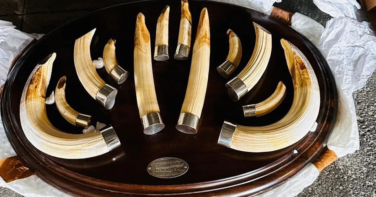 Trabzon'da yaban hayatı kaçakçılığı... 19 kargo ele geçirildi!