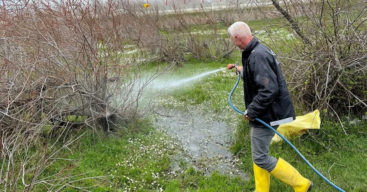 Enez'de larva ilaçlaması başladı