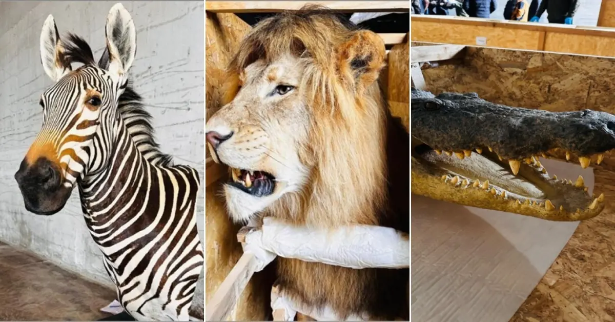 Trabzon Limanı’nda yaban hayvanı trofesi operasyonu