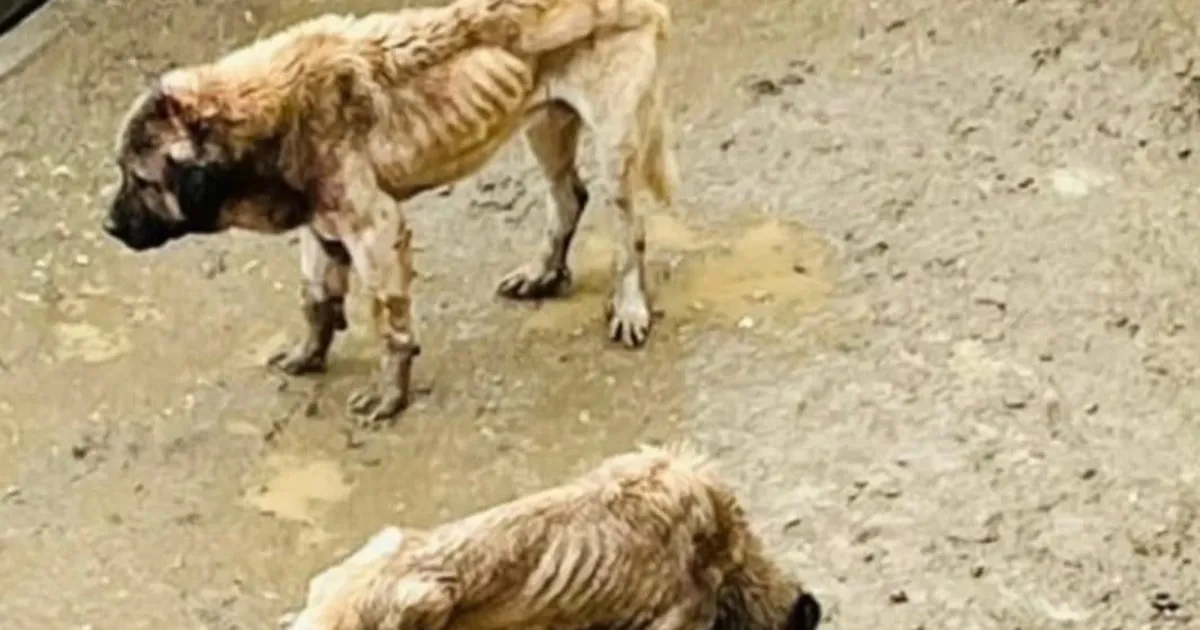 Bozüyük Kaymakamlığı inceleme başlattı!