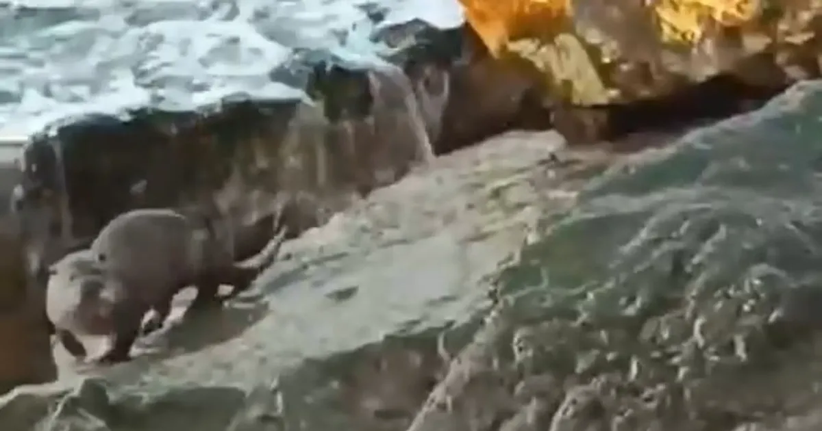 Düzce Akçakoca’da su samuru görüntülendi