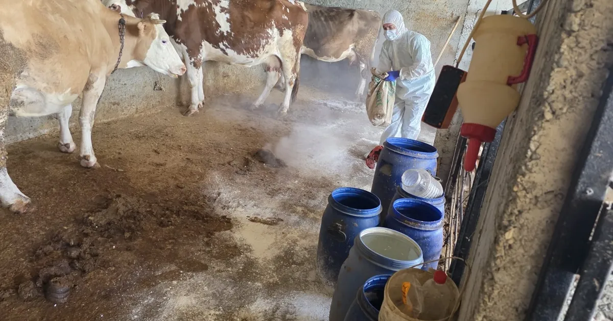 Adıyaman’da zoonoz hastalıklara karşı aşılama sürüyor