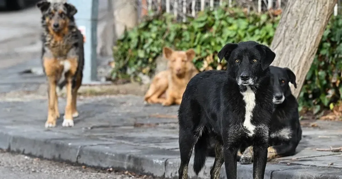 İstanbul'da sokak köpeklerinin toplanması için süre verildi