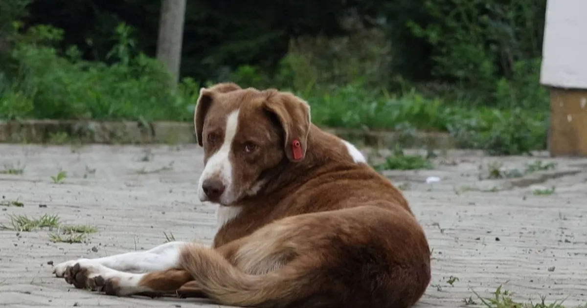 İstanbul Valiliği'nden belediyelere 'sokak köpeği' talimatı