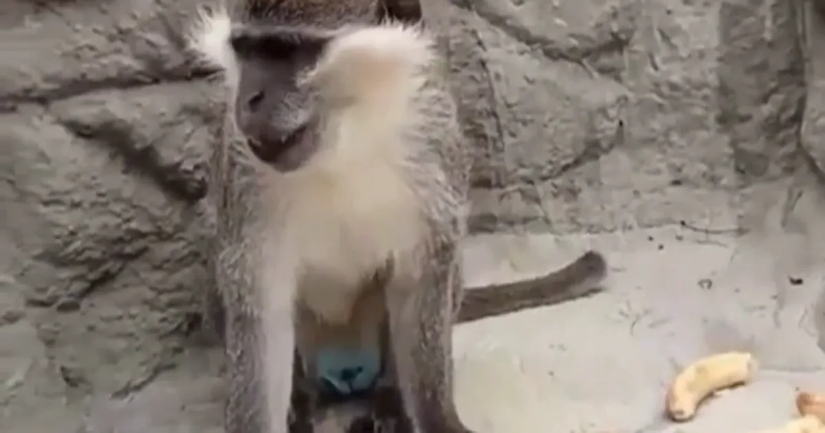 Denizli’de fırtınadan kaçan maymun yeniden korumaya alındı