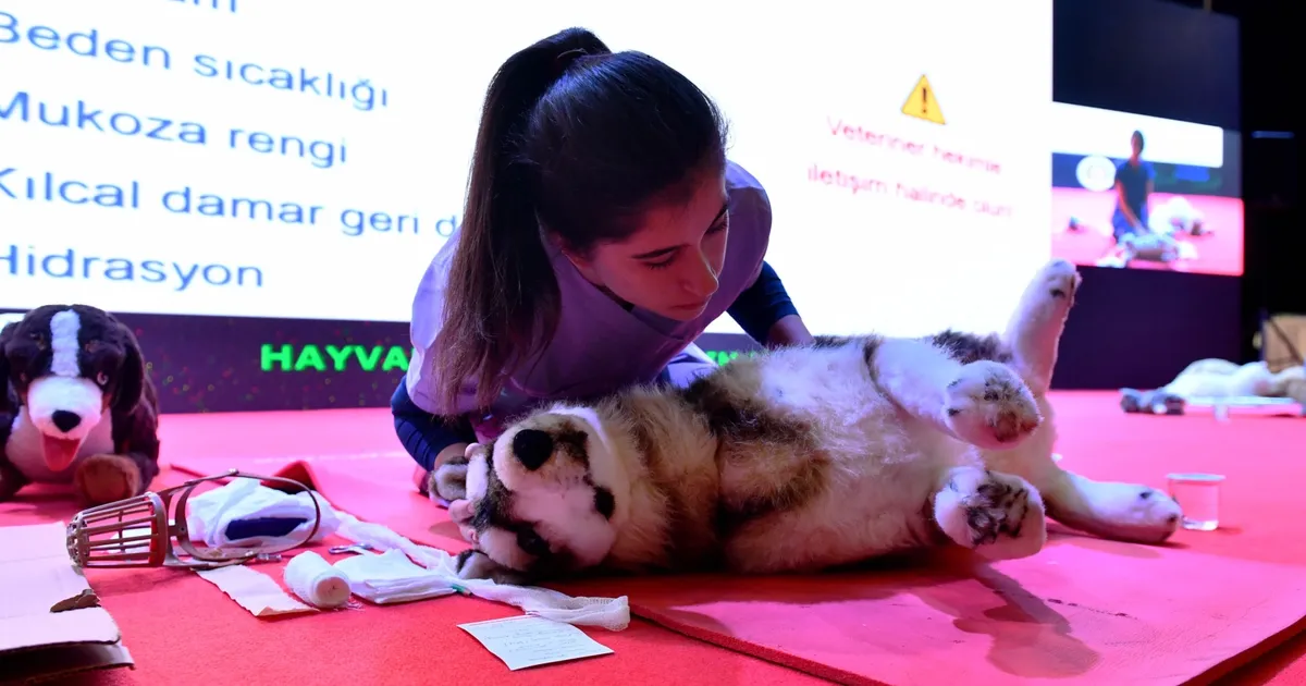 Başkent’te sokak hayvanlarına kapsamlı destek - Gündem Haberleri