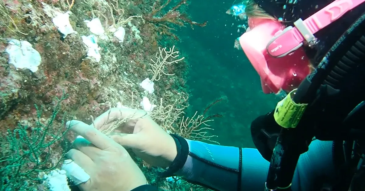 Marmara’da mercan seferberliği! Hasarlı resifler yeniden canlanacak