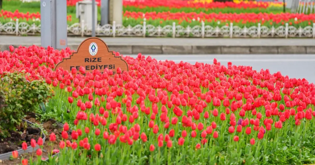 Rize'de 60 bin lale toprakla buluştu - Gündem Haberleri