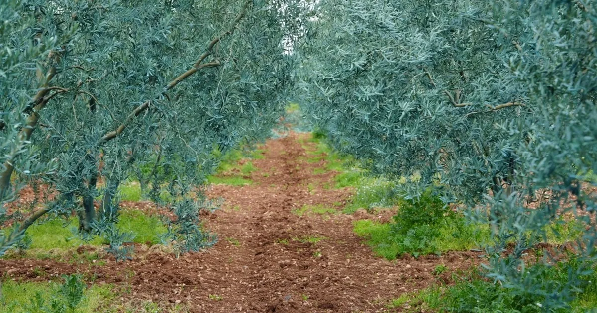 Eskişehir’de 'Dorlion Zeytinyağı' kalitesini ödüllerle tescilledi