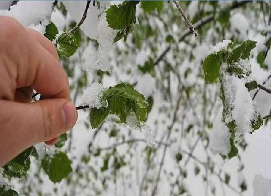 Fındık üreticisine zirai don uyarısı - Gündem Haberleri