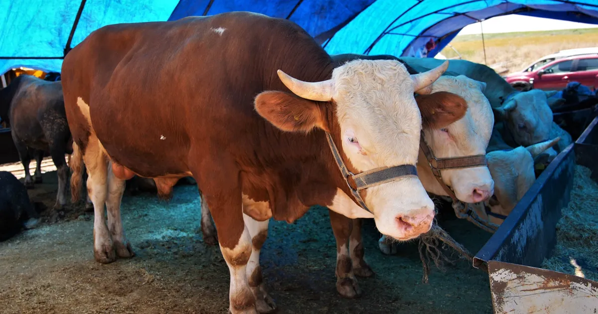 Ankara Keçiören’de kurban satış alanı başvuruları başlıyor
