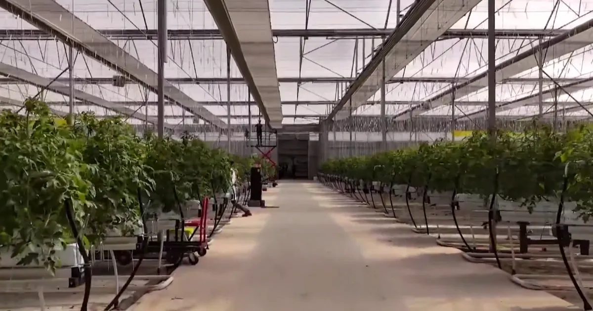 Çaycuma Sera OTB üretime başladı