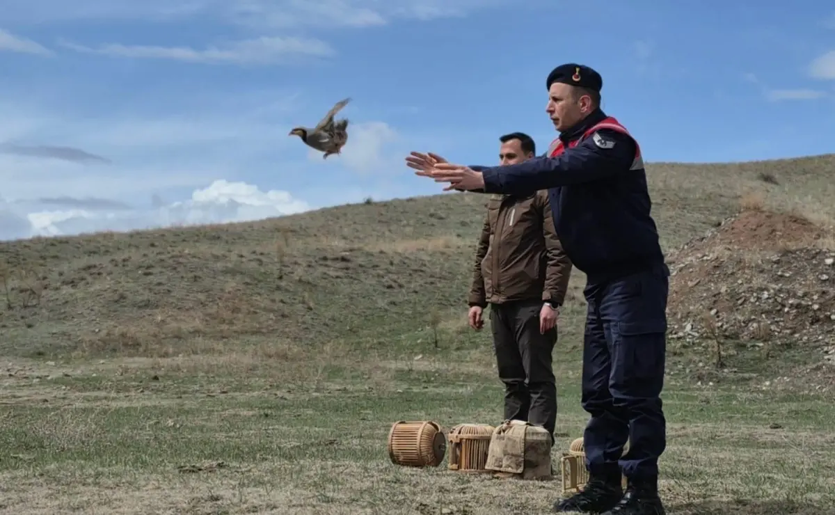 Kaçak Avcılığa darbe: 51 Keklik doğaya salıverildi