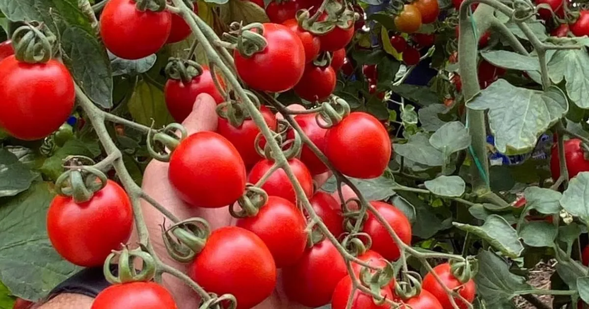 Balıkesir’de zincir markete 'fahiş fiyat' incelemesi... Zincir markette kokteyl domates vurgunu! - Gündem Haberleri