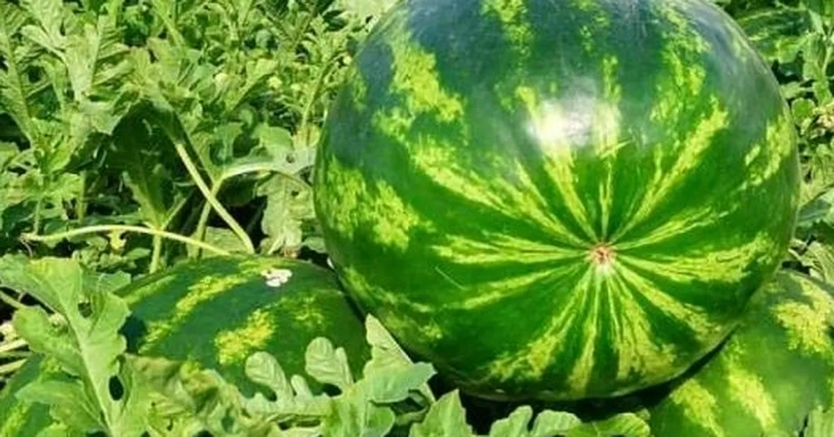 Edirne’de karpuz üretimine büyük destek